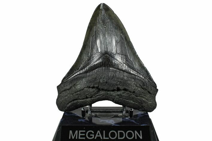 Serrated, Fossil Megalodon Tooth - South Carolina #360778